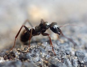 Wyżywić się przy mrówczej armii.