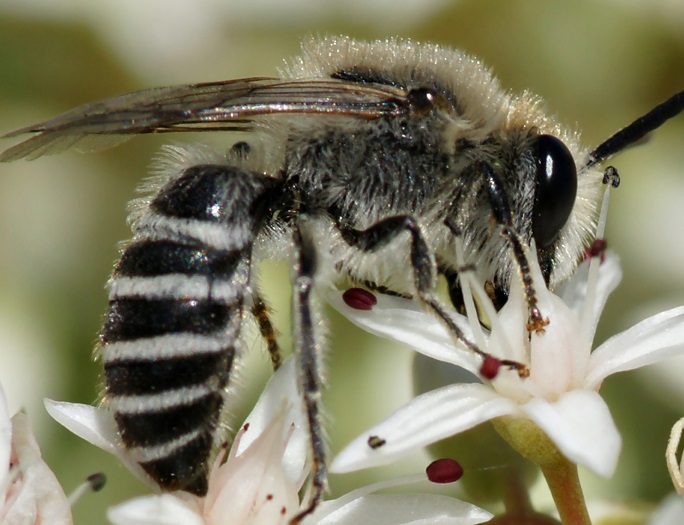 Potas i sód w diecie pszczół – klucz do zrozumienia ich relacji z przyrodą